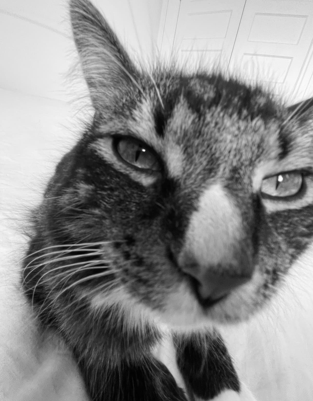 Jonah's cat, Glock